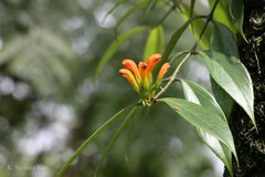Aeschynanthus sikkimensis